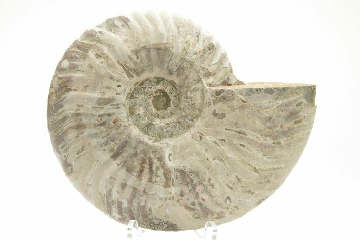 Silver Iridescent Ammonite (Cleoniceras) Fossil - Madagascar #219567